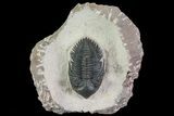 Metacanthina Trilobite - Lghaft, Morocco #69733-2